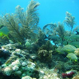 BarbaraReef 3-Marathon