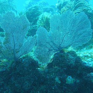 Sea fans