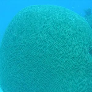 Giant brain coral
