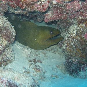 Green moray
