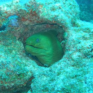 Green moray