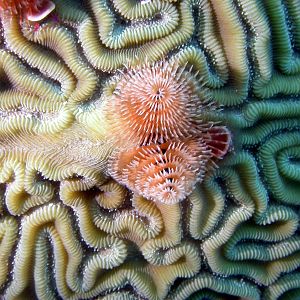 Christmastree Worm on Brain Coral