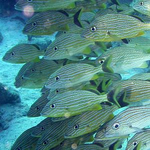 Blue Striped Grunts