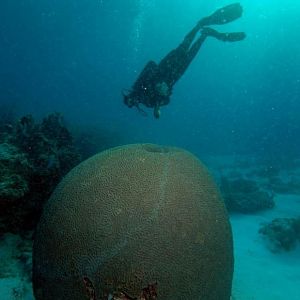 Not a braincell between em