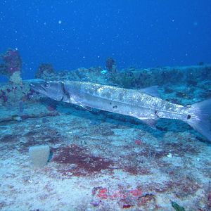 Barracuda on Spiegel Grove