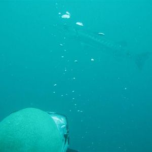 Squid and the barracuda