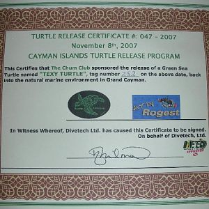 Turt Cert