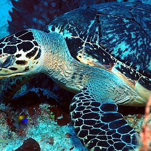 Punta Sur - Cozumel