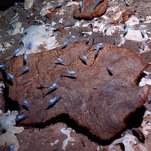 Cave Shrimps