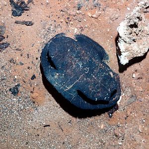 This Turtle wasn't properly cave trained