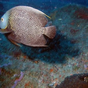 Angel Fish