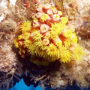 Coral on the Rig