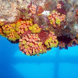 Coral on the Rig