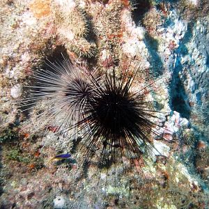 Sea Urchins