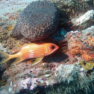 Squirrel Fish