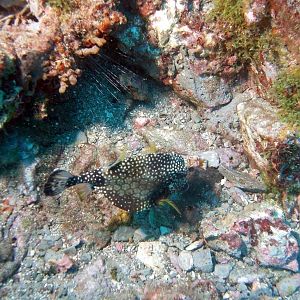 Trunk Fish