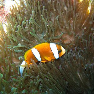 Clarks Anenome Fish