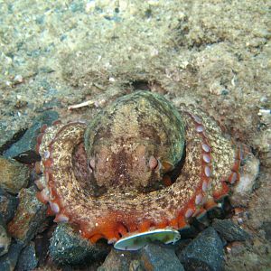 Octopus