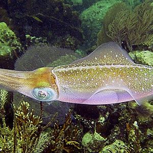 Shots from Utila