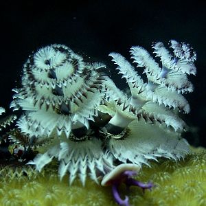 Shots from Utila