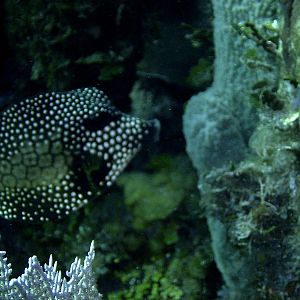 Shots from Utila