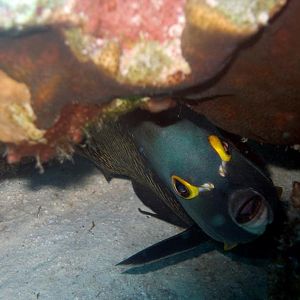 AngelFish2_657928