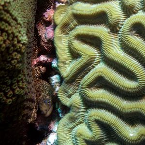 BabySpottedMorayEel2