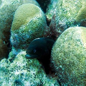 BlackMorayEel2