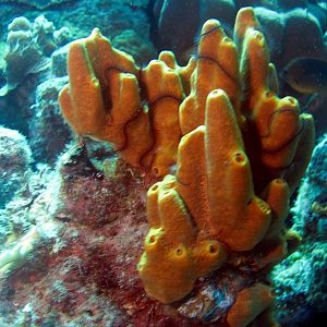 BrittleSeaStaronCoral