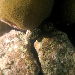 ChainMorayEel