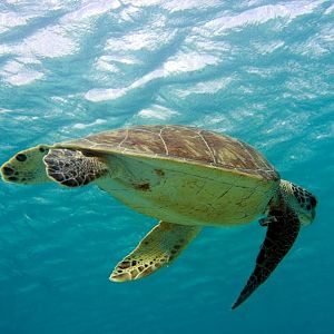 HawksbillTurtle1