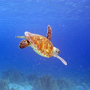 HawksbillTurtle2