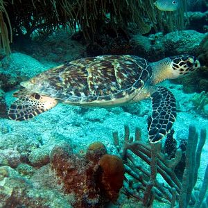 HawksbillTurtle5