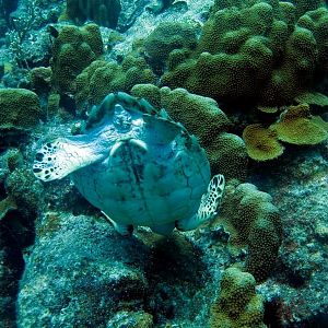 HawksbillTurtleButt