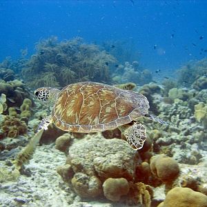 HawksbillTurtleSwimming