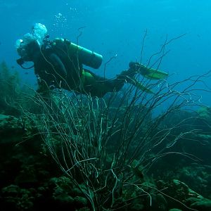 Nudilover on the Reef