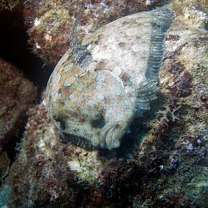 PeacockFlounder2