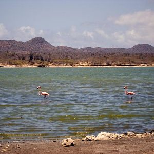 PinkFlamingos6