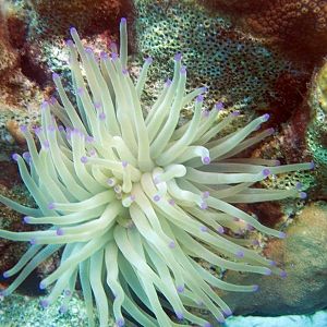 PurpleTippedSeaAnemone3