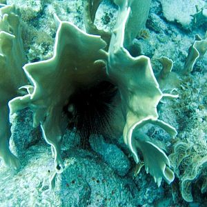 SeaUrchin1