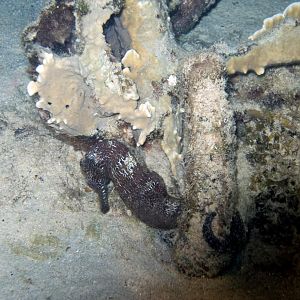 Seahorse2