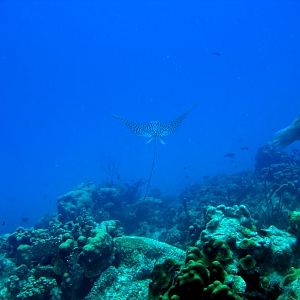 SpottedEagleRay1