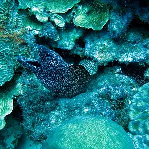 SpottedMoray2