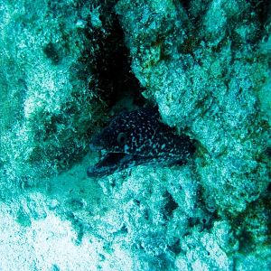 SpottedMoray3