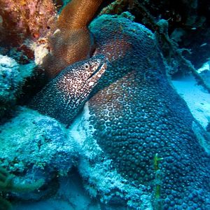 SpottedMoray5