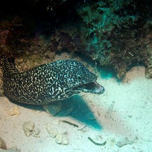SpottedMoray-BigGuy2