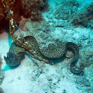 SpottedMoray-BigGuyonTheMove