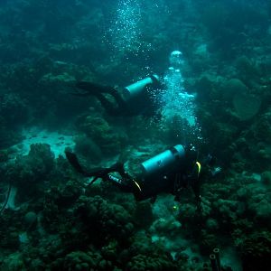 Squid and Rockfish on the Reef