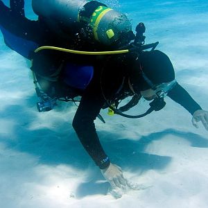 Squid Crawling to Shore