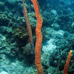 TrumpetFish1